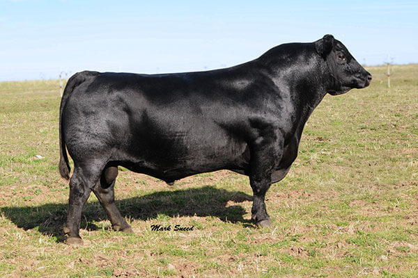 Herd Sires - TK Angus | Wood Lake, NE