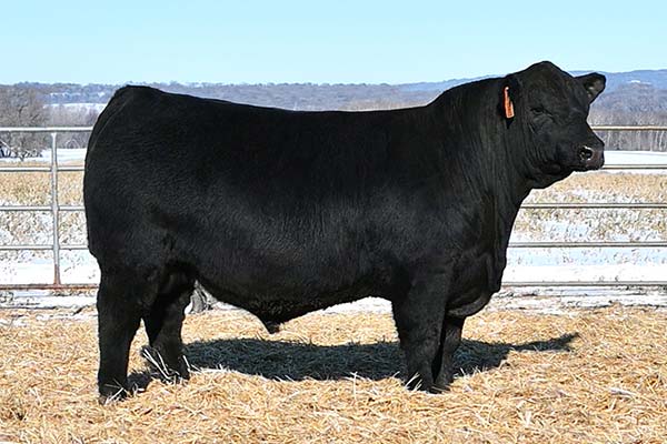 TK Angus | Wood Lake, NE